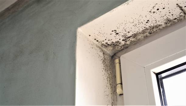 Dehumidification Services in Muscoy, CA