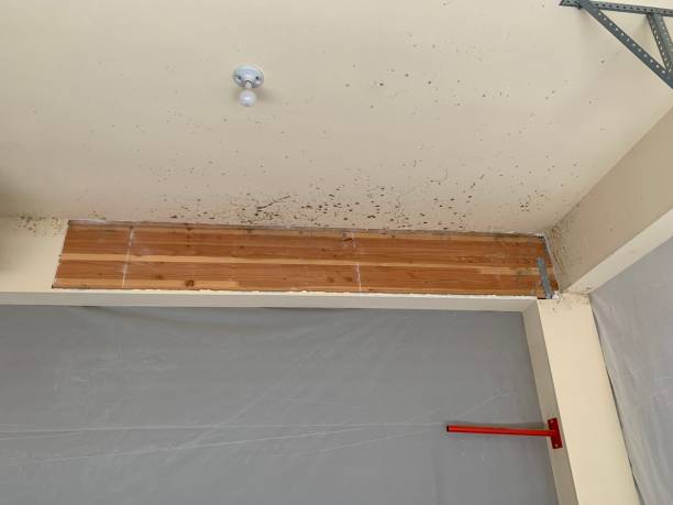 Mold Remediation for Vacation Homes in Muscoy, CA